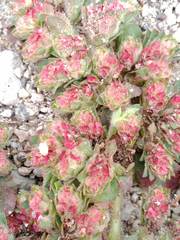 Euphorbia densiflora