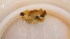 Glossosomatidae