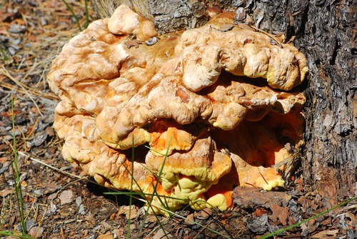 iNaturalist observation photo of Conifer Chicken of the Woods