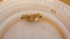 Glossosomatidae