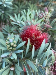 Melaleuca citrina