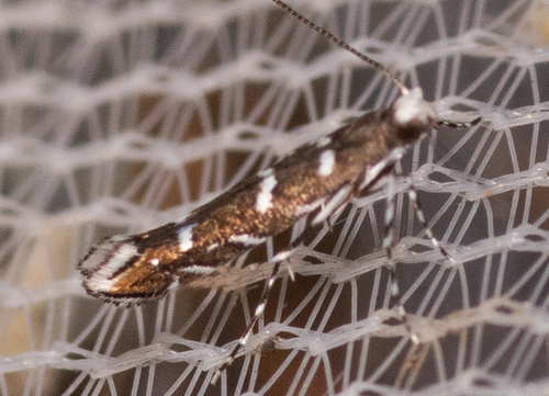 Parectopa lespedezaefoliella