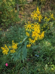 Silphium integrifolium