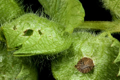 Sciocoris microphthalmus