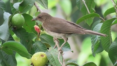 Turdus ignobilis