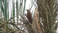 Xiphorhynchus guttatus