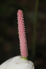 Anthurium nymphaeifolium