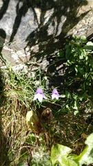 Campanula rotundifolia