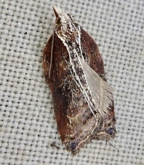 Acleris cristana