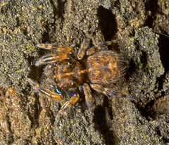 Papuaneon eungella