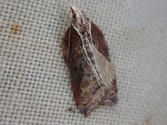 Acleris cristana