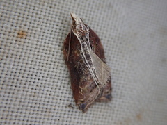 Acleris cristana