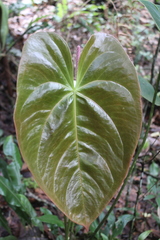 Anthurium nymphaeifolium