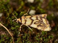 Diptychophora harlequinalis