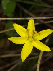 Pauridia vaginata