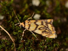 Diptychophora harlequinalis