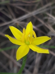 Pauridia vaginata