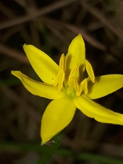 Pauridia vaginata
