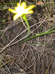 Pauridia vaginata