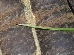 Pauridia vaginata