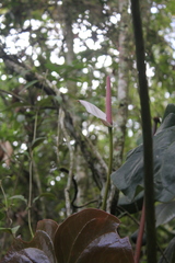 Anthurium nymphaeifolium