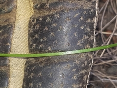 Pauridia vaginata