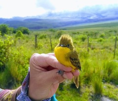 Pseudocolopteryx acutipennis