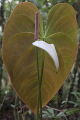 Anthurium nymphaeifolium