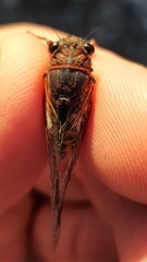Yoyetta spectabilis
