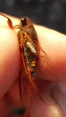 Yoyetta spectabilis