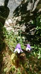 Campanula rotundifolia