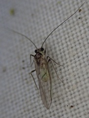 Stenopsocus