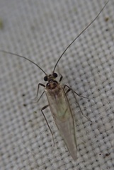 Stenopsocus