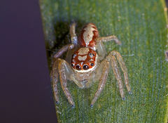Cytaea alburna