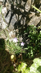 Campanula rotundifolia