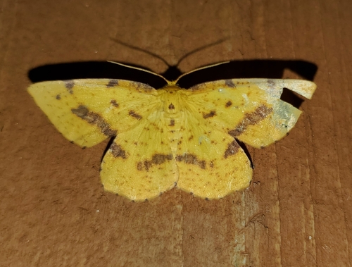 Rufous Geometer Moth