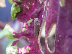 Macugonalia cavifrons
