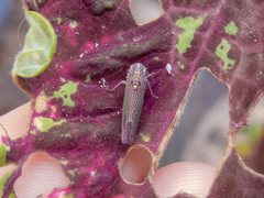 Macugonalia cavifrons