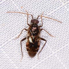 Eustictus