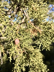 Juniperus arizonica