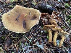 Cystoderma carcharias fallax