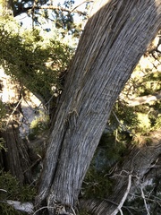 Juniperus arizonica