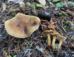 Cystoderma carcharias fallax