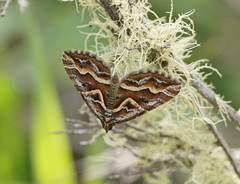 Melitulias graphicata