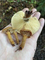Cystoderma carcharias fallax