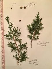 Juniperus arizonica