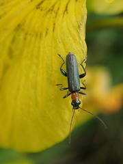 Oedemera croceicollis