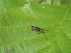 Silis ruficollis