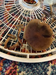 Cystoderma carcharias fallax