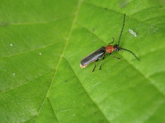 Silis ruficollis